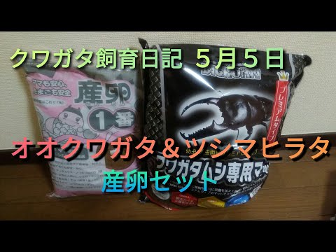 【クワガタ日記】２４年５/５日オオクワガタ＆ツシマヒラタの産卵セットだよ(°∀°)