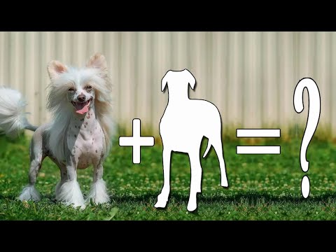 Chinese Crested Mixes Dog Breeds / Chinese Crested Mixes