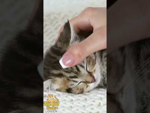 Bedtime song for babies to go to sleep, good night #cats #fatcat #catvideos  #short #catshorts