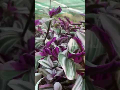 pink wandering jew/Queen of wandering jew by green web by alan