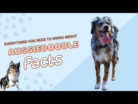 Aussiedoodle Facts: Everything You Need To Know About This Popular Doodle