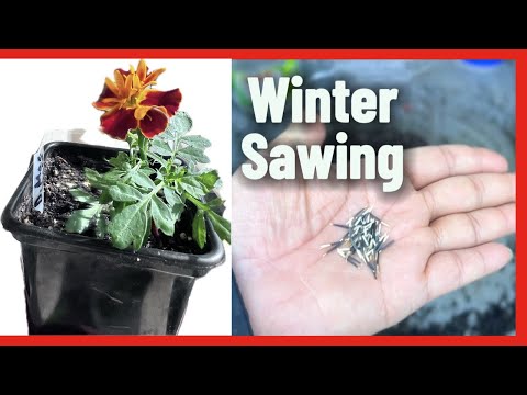 Winter sowing marigold in a recycled container