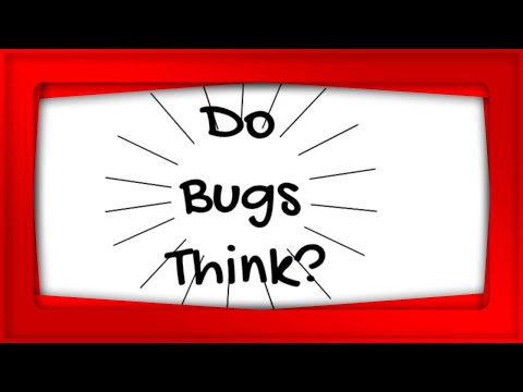 Ever wonder-Do bugs think?