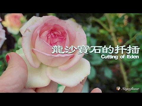 龙沙宝石的扦插繁殖｜How to cutting of Eden