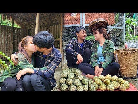 Harvesting large soursops to sell to the market. Taking care of pigs | Linh's Life