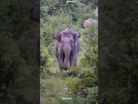 Elephant charging at me