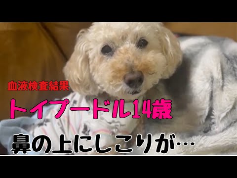 【犬の病院】１4歳トイプードル鼻の上にしこりが出来ました💦動物病院へ血液検査結果