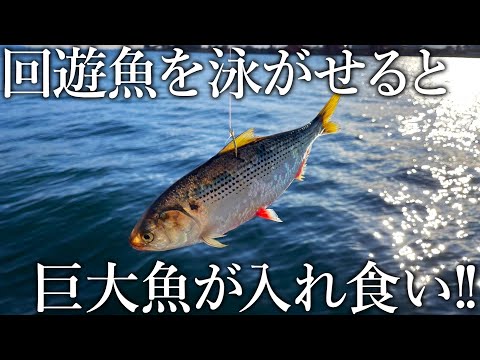 平穏なファミリー釣り場が季節限定で巨大魚しか釣れないお祭り会場に変わる