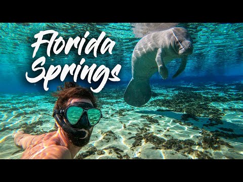 Swimming with Manatees at the Florida Springs