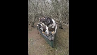 Field bred springer spaniel duck hunts in cold weather