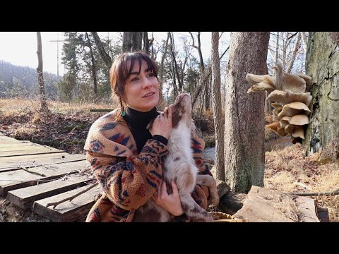 A New Mindset & Winter Oyster Mushroom Foraging!