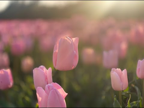 佐渡八幡のチューリップ畑🌷。22日は晴れ☀️午後帰り、佐和田八幡のチューリップ🌷畑に行ってきました。22日は最後だそうです。ギリギリ見ることができて、嬉しい😆