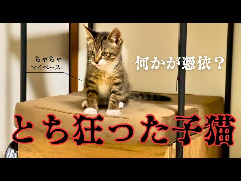 【感動的瞬間‼️✨️】ついにこの日がやって来ました😭ちゃちゃの成長記録16〜19日目