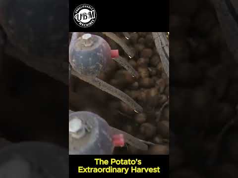 The Potato's Extraordinary Harvest