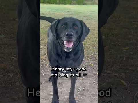 Good Morning from Henry 🖤🐾 #blacklab #blacklabrador #lablove