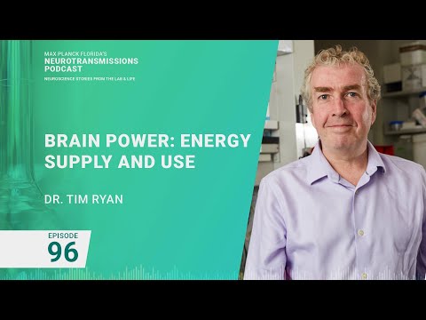 Podcast Episode 96 - Brain Power: Understanding the Brain's Energy Supply and Use | Tim Ryan