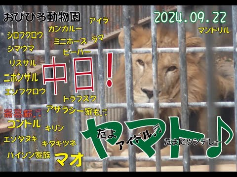 おびひろ動物園　寒さを感じても元気なヤマト♪マオもジャックもみんなも其々の日曜日♪2024年9月22日♬