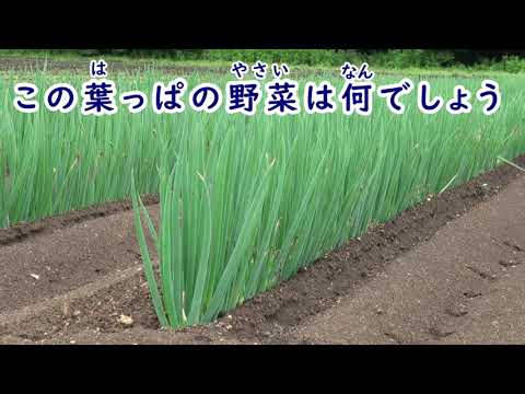 葉っぱで野菜をあててみよう vol 1 野菜研究所教室 YA18【野菜研究所】