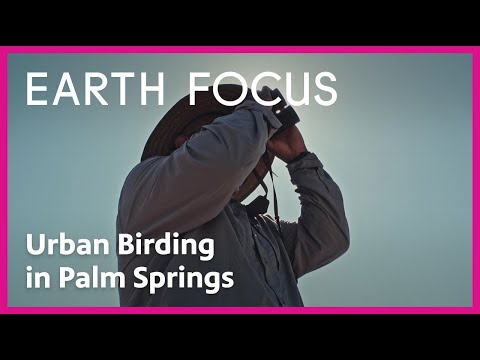 Urban Birding in Palm Springs | Earth Focus | PBS SoCal