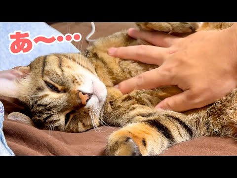 体調がぶっ壊れた飼い主にずっと付きっきりで看病してくれる猫を愛でまくります