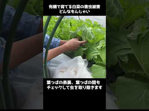 有機栽培の白菜・害虫被害はどれくらい？ #shorts #家庭菜園