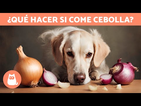 ¿Qué pasa si un PERRO COME CEBOLLA? 🐶🧅 (INTOXICACIÓN y QUÉ HACER)