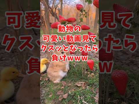 動物の面白かわいい動画見てクスッとなったら負けwww　#2ch動物スレ #動物 #レッサーパンダ #shorts #2ch