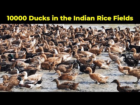 Amazing View of Thousands of Ducks Herding in the Indian Rice Fields