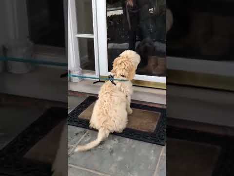 子犬の初恋大好きアピールの結末は？/I ‘m Not a Puppy Any More#Shorts#Goldendoodle#ゴールデンドゥードル