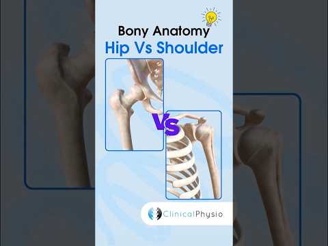 Bony Anatomy: Hip vs. Shoulder #physicaltherapy #physiotheraphy #anatomy #hipjoint #shoulder