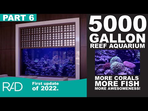 5000 GALLON REEF AQUARIUM IN FORT LAUDERDALE, FLORIDA BY REEF AQUARIA DESIGN PART 6