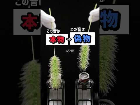 Part3 本物の音 → 偽物の音 #asmr #shorts