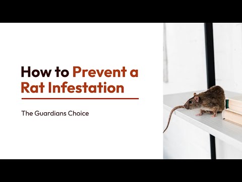 How to Prevent a Mice and Rat Infestation | The Guardian's Choice