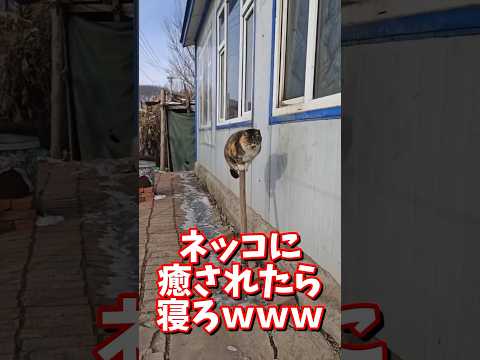 ネッコの動画で癒されたら寝ろｗｗｗ　#2ch #2ch動物スレ #2ch面白いスレ #動物 #犬 #猫 #癒やし #ねこ