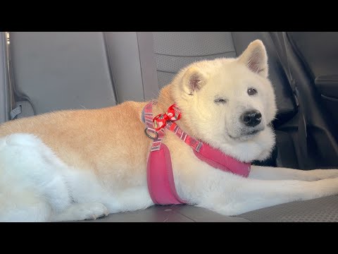 柴犬あいちゃんの右目に違和感があるので早急に病院へ行ってきました。