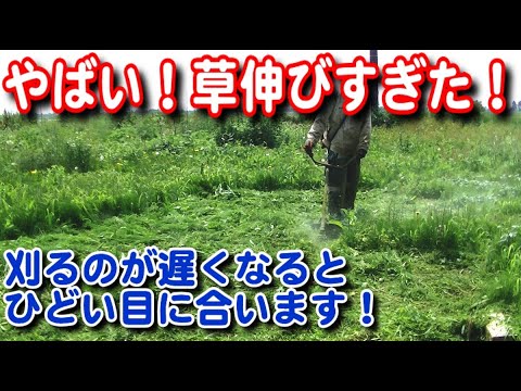 【農業】やばい！草伸びすぎ！