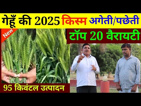 गेहूं की टॉप वैरायटियां 2025 // गेहूं वैज्ञानिक से जानिए // gehu ki kheti // gehu ki top variety