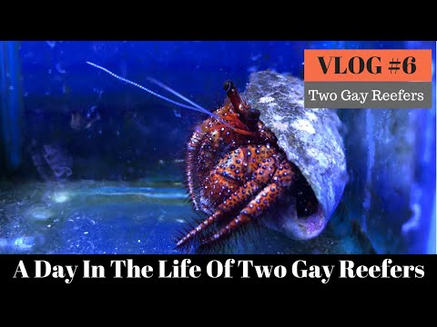 A Day in the Life of Two Gay Reefers - VLOG #6