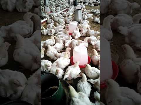 Broiler farming made easy