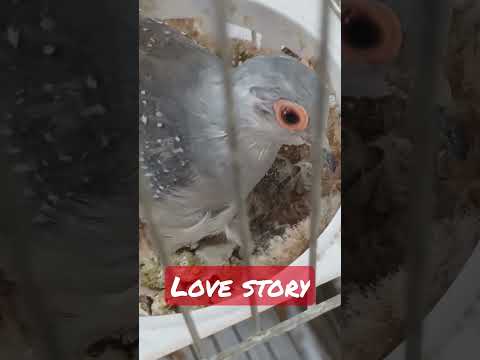 🕊️Diamond Dove love story! 🥰