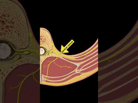 Testing Spinal cord and Nerves (Part D) #shorts