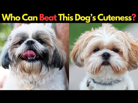 5 Dog Breeds Cuter Than a Shih Tzu