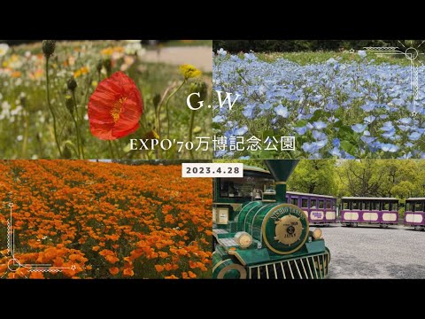 【G.W開花情報】４月２８日ポピー・ネモフィラ万博記念公園2023