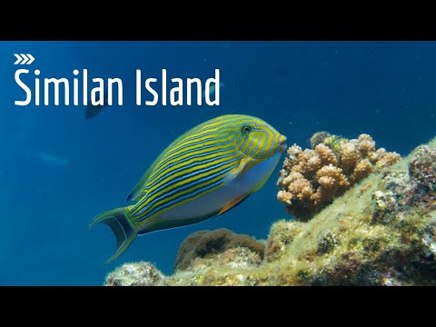 Diving at Similan Islands (Richelieu Rock)