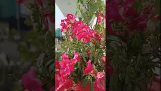 #beautiful#flowers#youtube#shortviralvideo