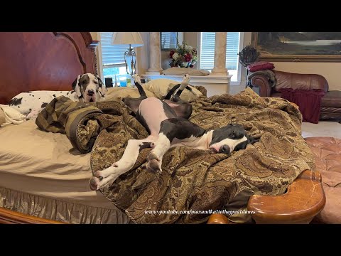 Funny Upside Down Yawning Great Danes Aren't Ready To Get Out Of Bed