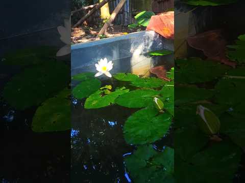 ফিশ ট্যাঙ্ক এ শাপলা ফুলের ডেকোরেশন #fish #aquarium