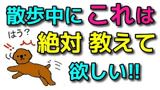 【犬 しつけ】散歩中に絶対これだけは教えておいて欲しいこと！新！遠藤エマチャンネル【犬のしつけ＠横浜】