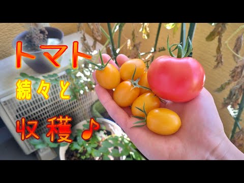 野菜栽培を始めてもう3か月。トマトが次々と収穫できるようになりました♪