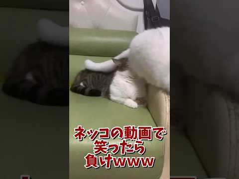 ネッコの動画で笑ったら寝ろｗｗｗ　#2ch #2ch動物スレ #2ch面白いスレ #動物 #犬 #猫 #癒やし #ねこ #2chほのぼの #ネコ